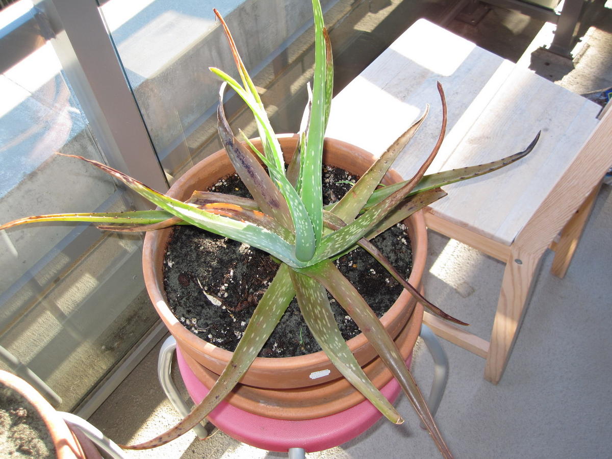 How To Tell If My Aloe Vera Plant Is Dying Plantă Blog