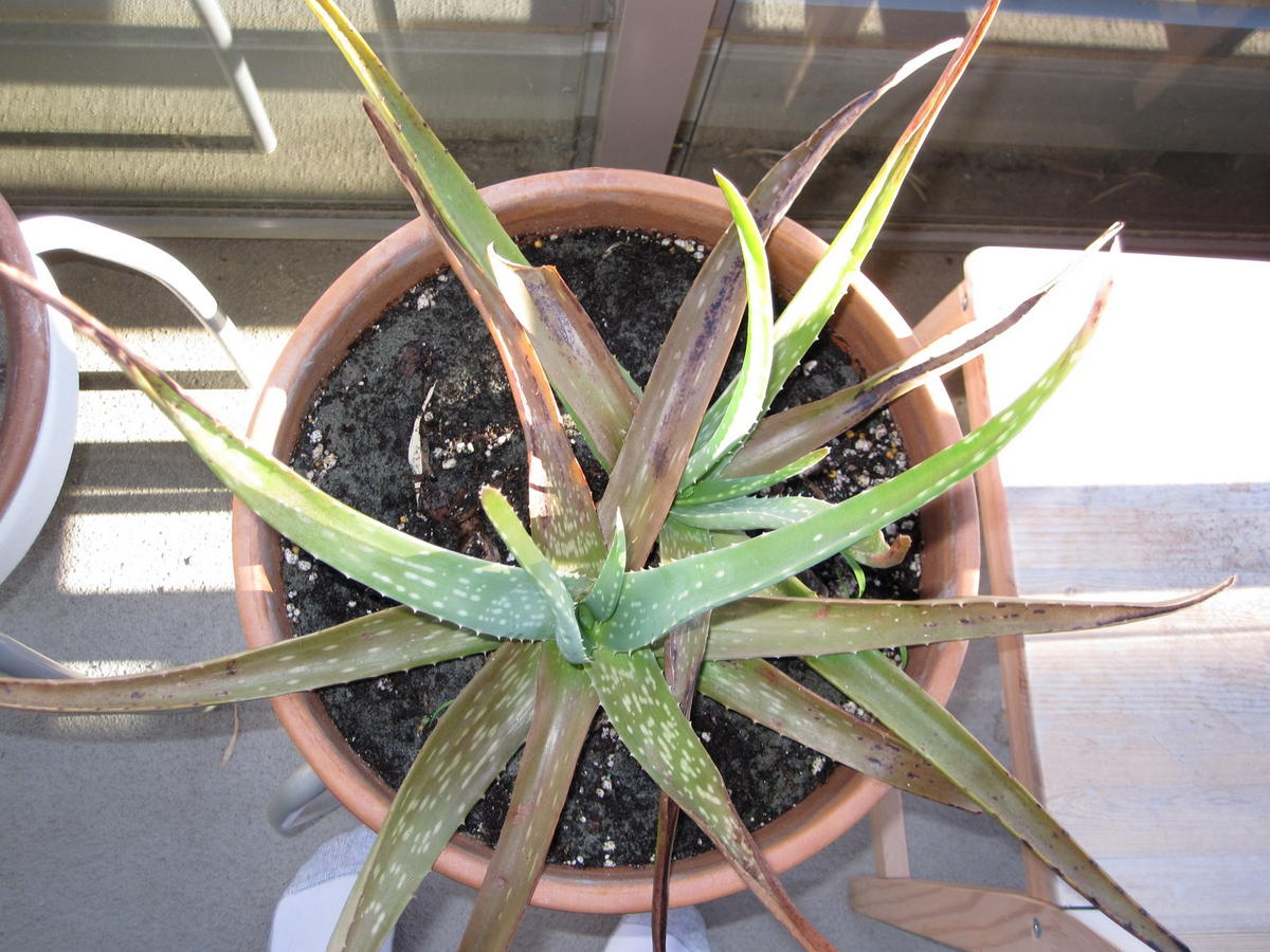 Signs That Your Aloe Vera Plant Is Dying Plantă Blog