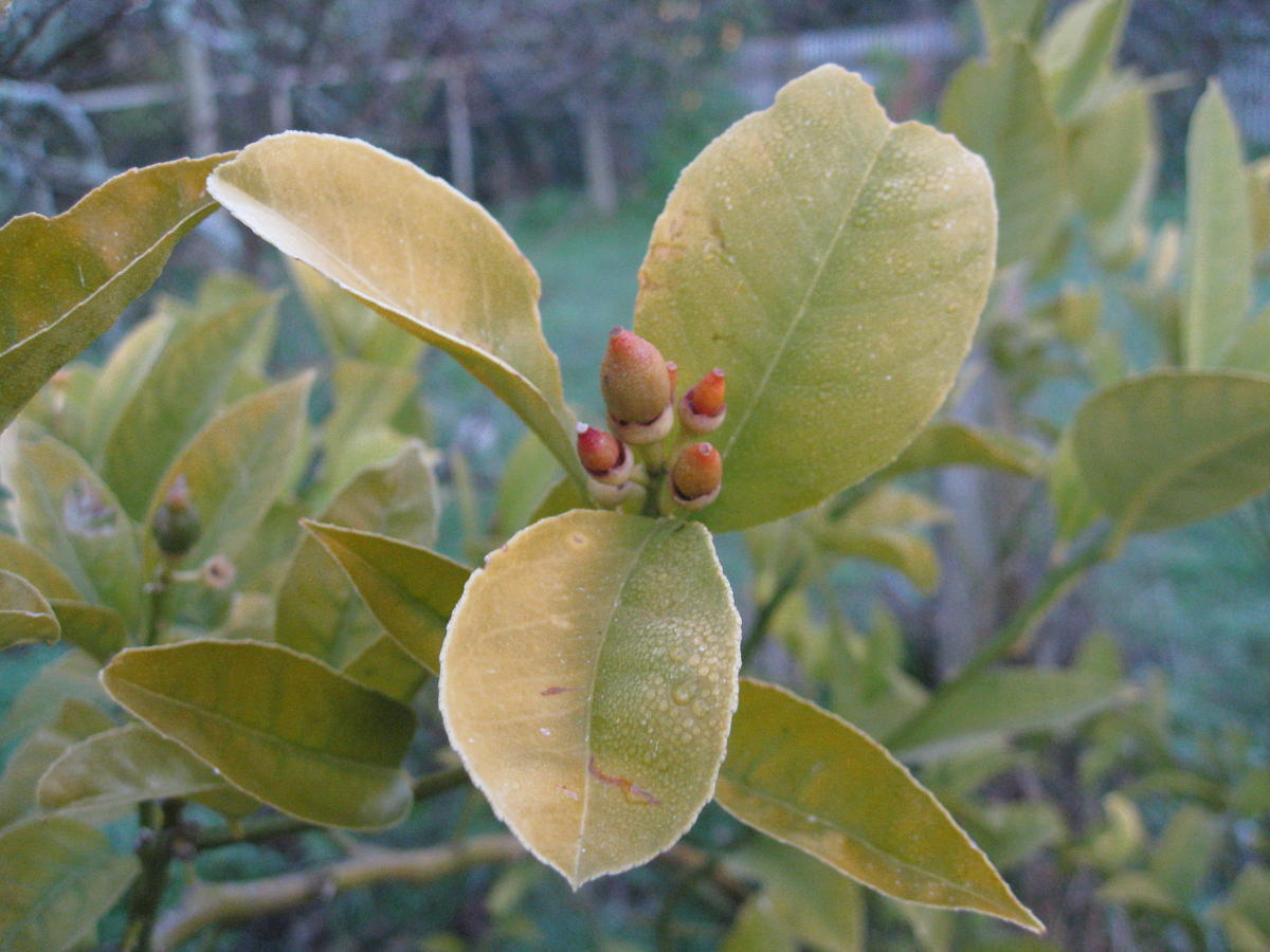 Is Cow Manure Good For Lemon Trees arabicblog