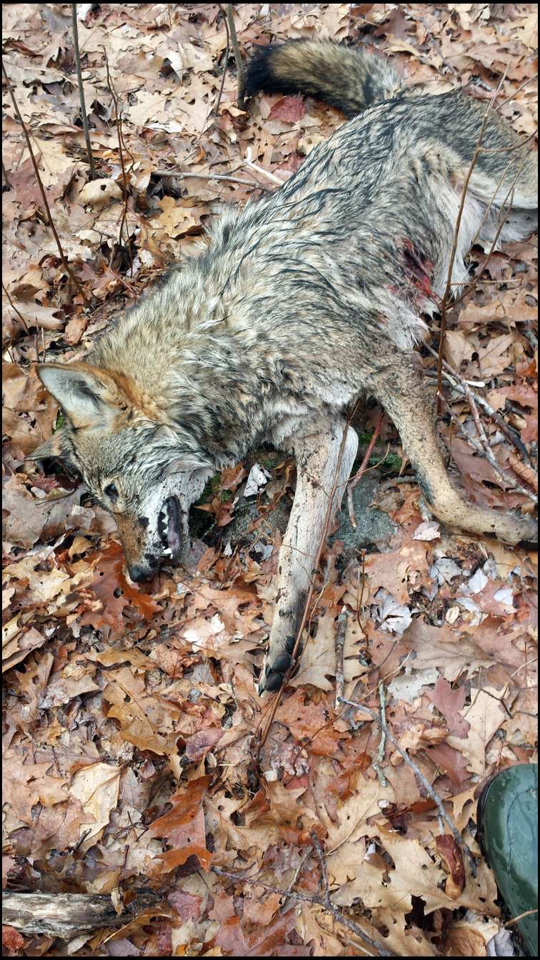 Coyote Pelt Tanning
