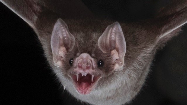 [1.1.4.2] The Vampire Bat, DW melee vitality Ritualist Classes