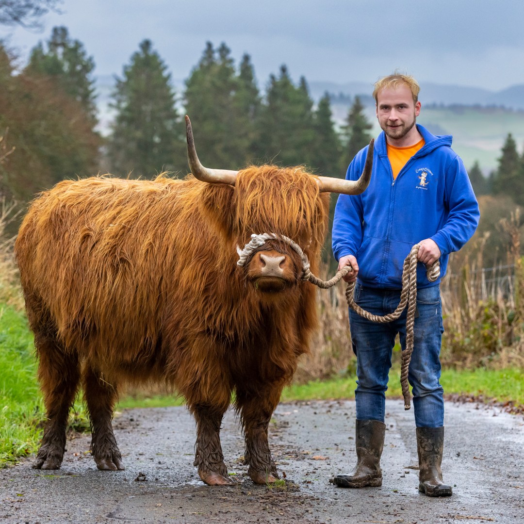 Highland Cattle Size Adjustment PLEASE Page 2 Frontier Forums