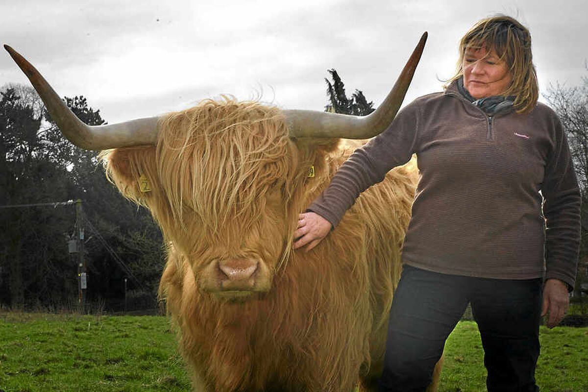 Highland Cattle Size Adjustment PLEASE Frontier Forums