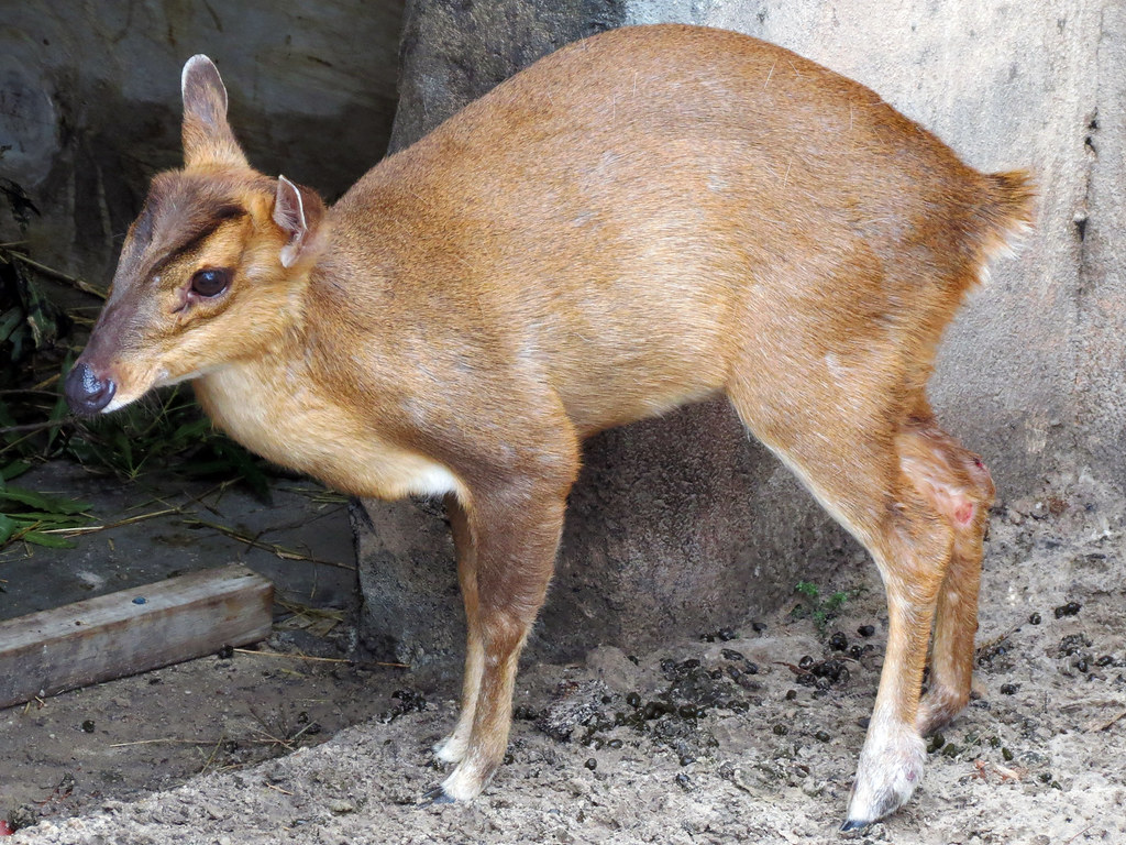 Deer Species Frontier Forums