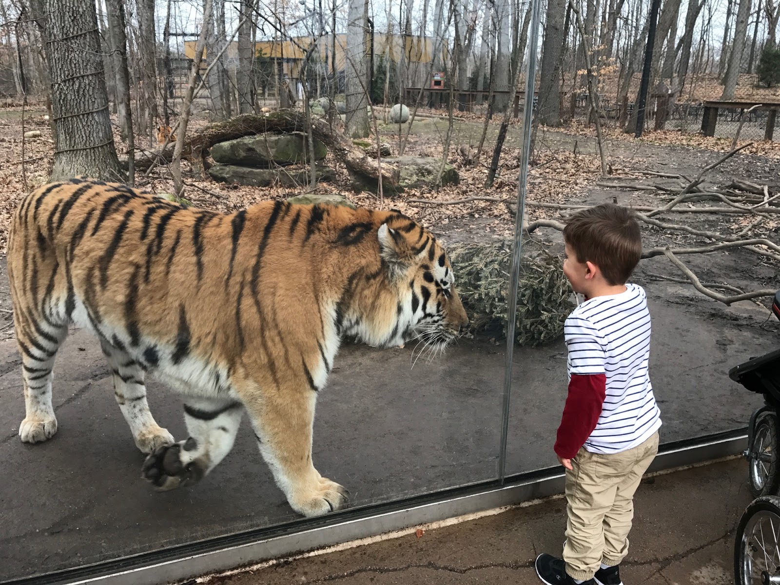 Zoopedia Bengal vs Siberian tiger size. Frontier Forums