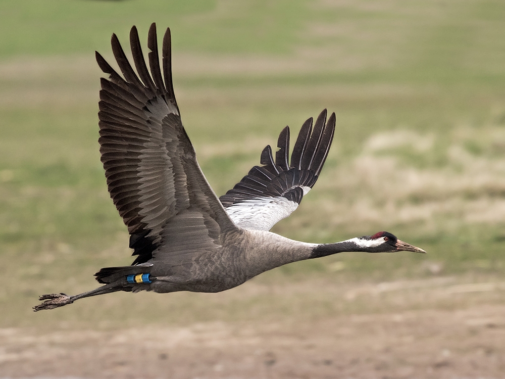 Grey Crane & Grey Heron Frontier Forums