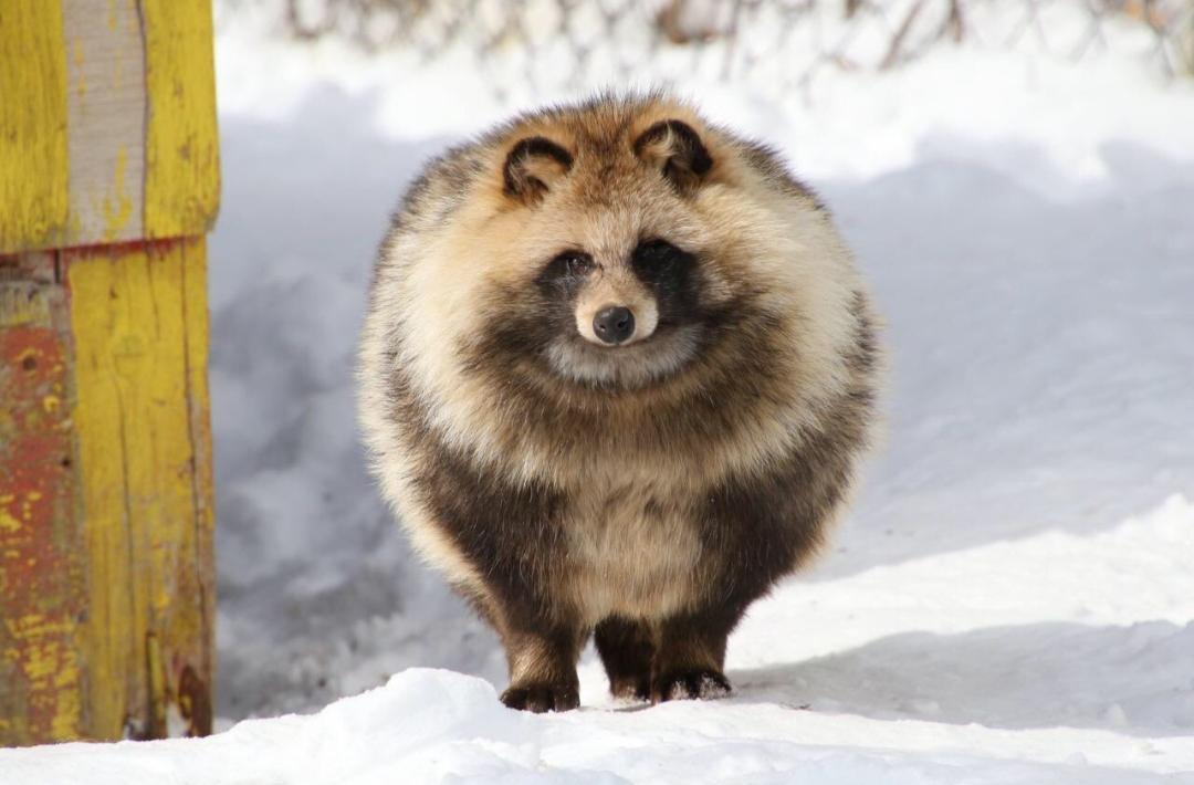 Racoon Dog is love, Raccoon Dog is life, Raccoon Dog is a big ball of