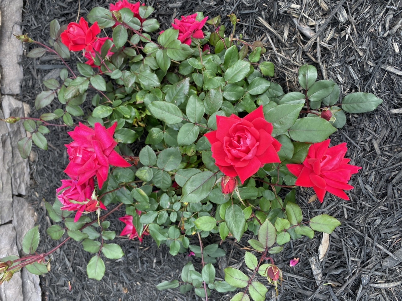 Grainy and bad photos on iPad Pro 2020 MacRumors Forums