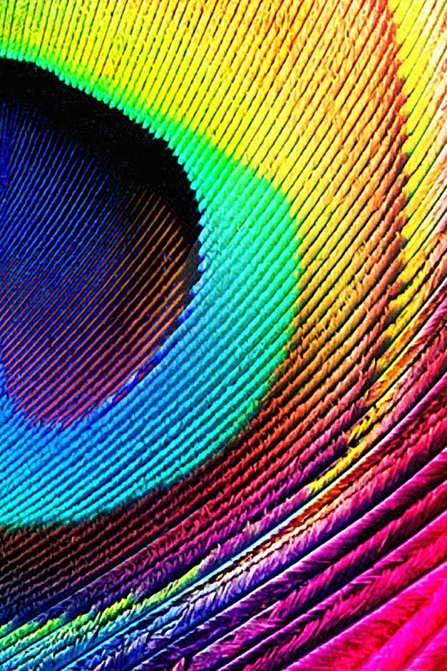 Peacock Feather Wallpaper For Iphone