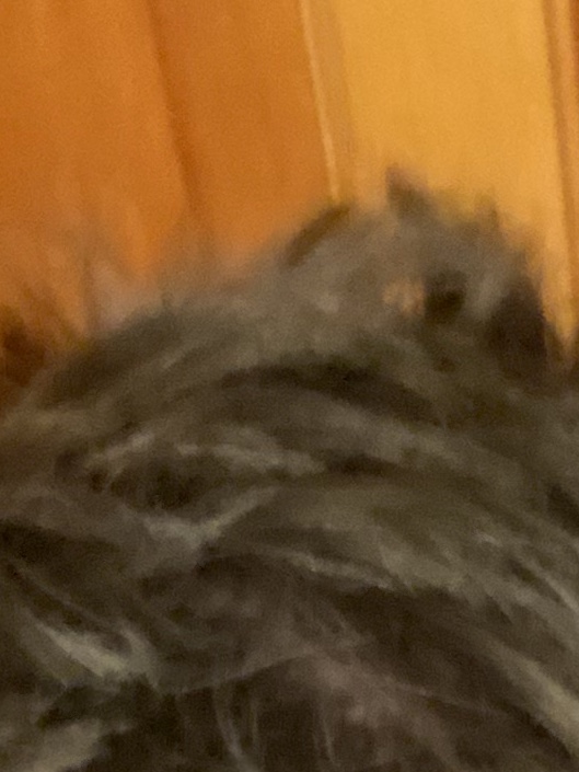 Front camera on iPhone 11 Pro won't focus / blurry MacRumors Forums