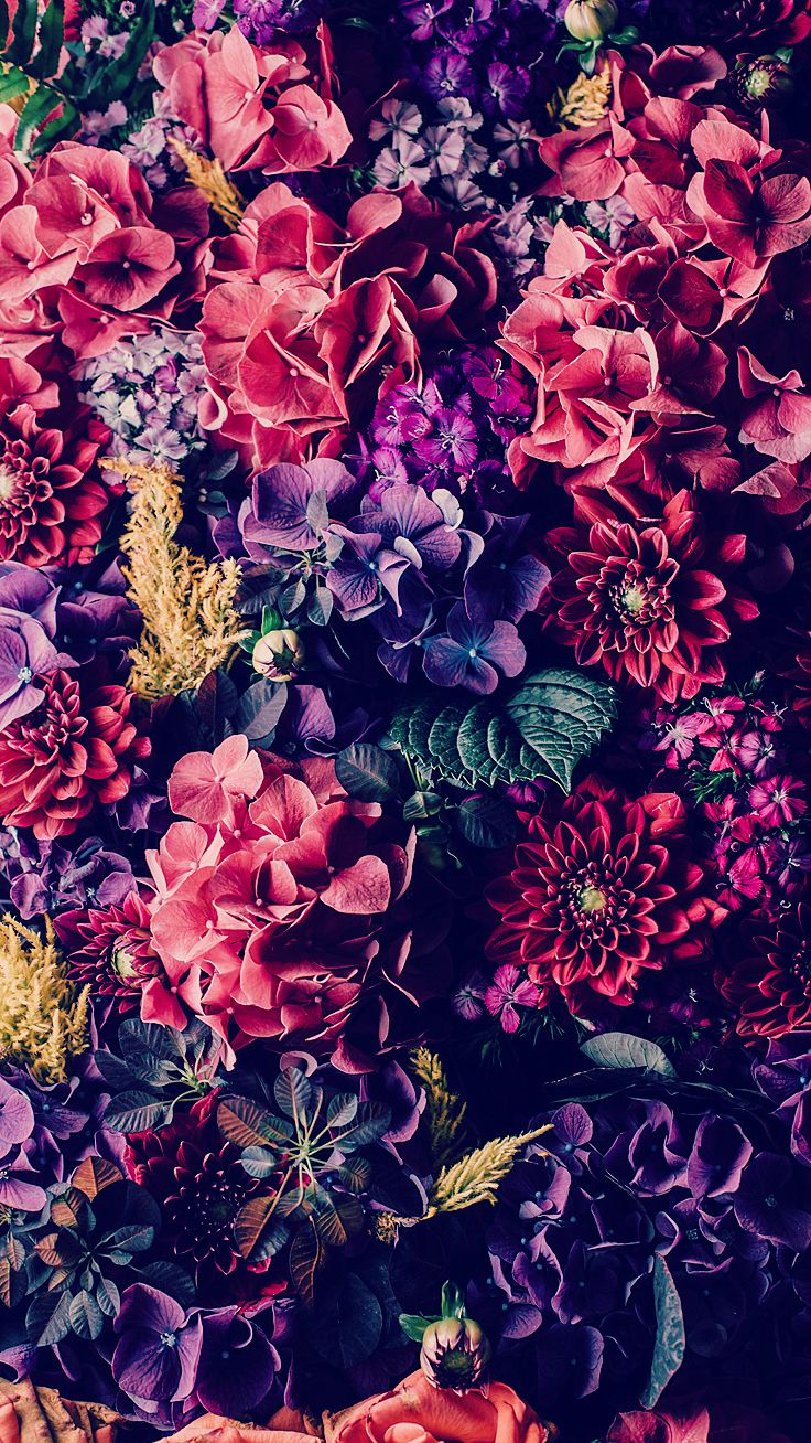 Rosa Bild Wallpaper For Iphone X Pink