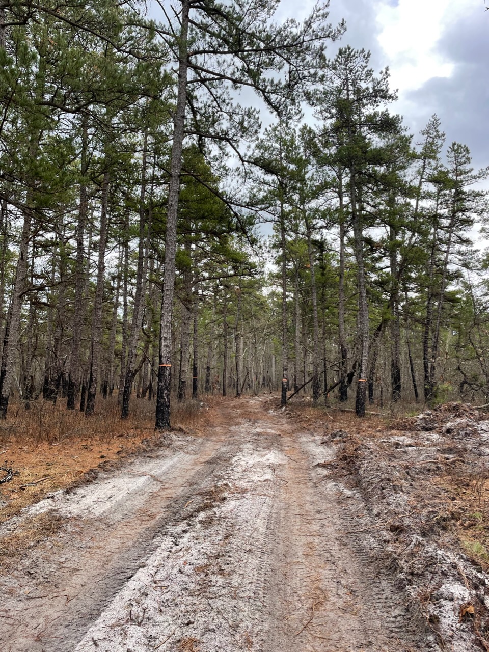 Action News’ Chopper Six crashes in wooded area of New Jersey; pilot