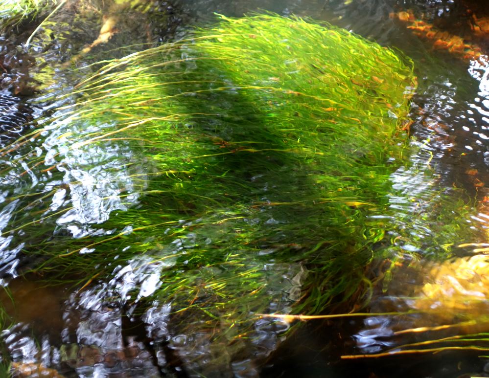 Pine Barren Flora NJPB Forums