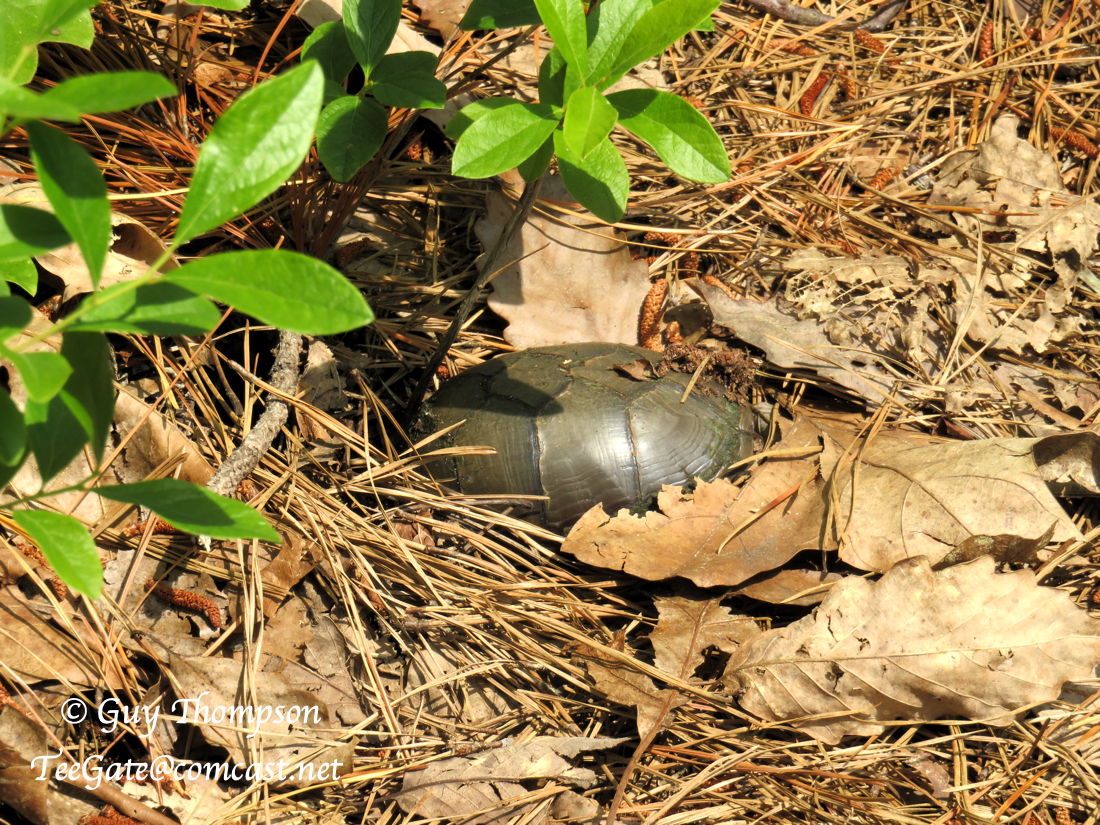 Turtle Eggs NJPB Forums