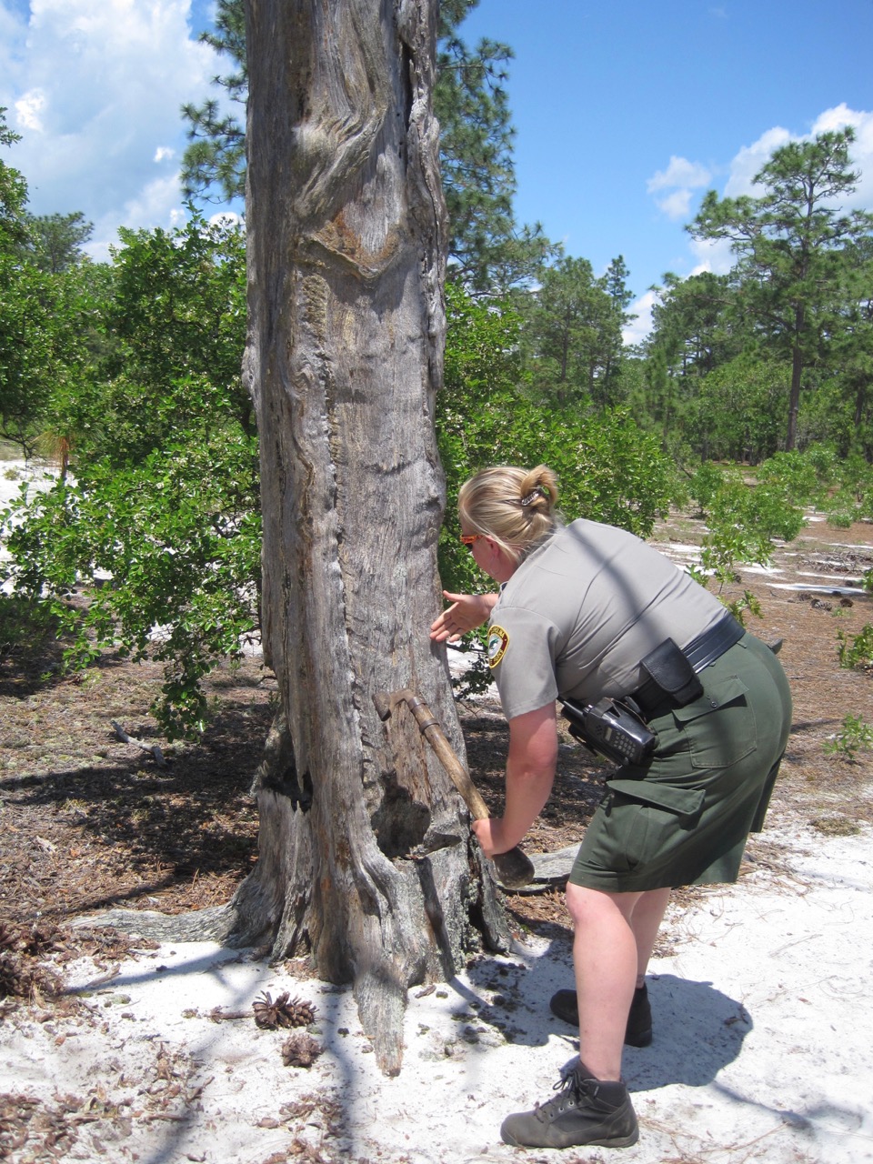 NC Tar Kiln Demonstration NJPB Forums