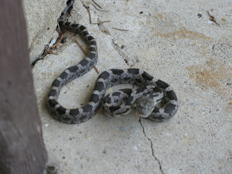 Living with the Snakes NJPB Forums