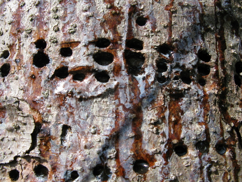 Pine Insect Damage NJPB Forums