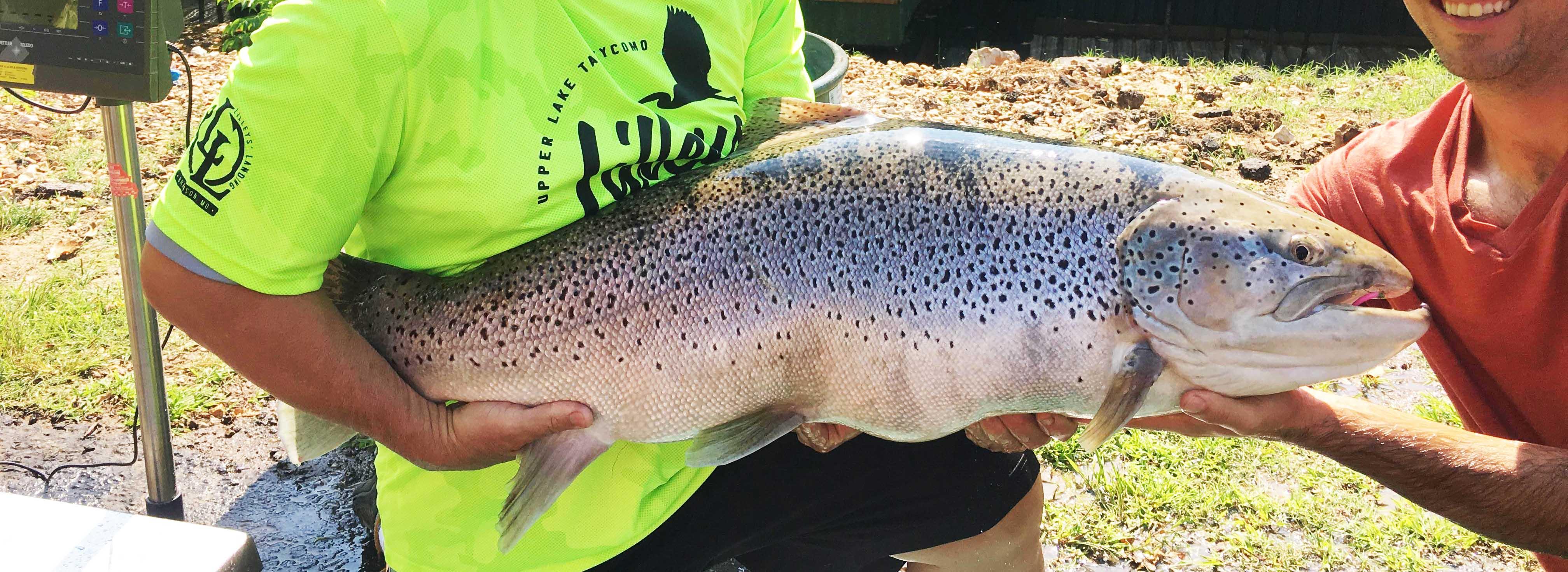 Missouri State Record Brown Trout! Lake