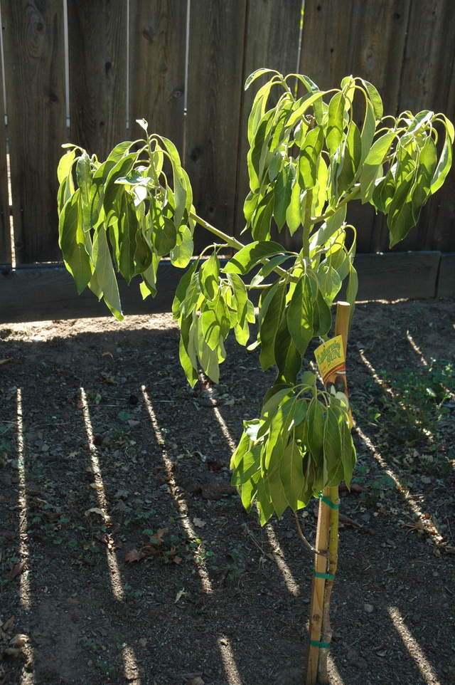 to much water, or not enough? avocado tree Pelican Parts Forums