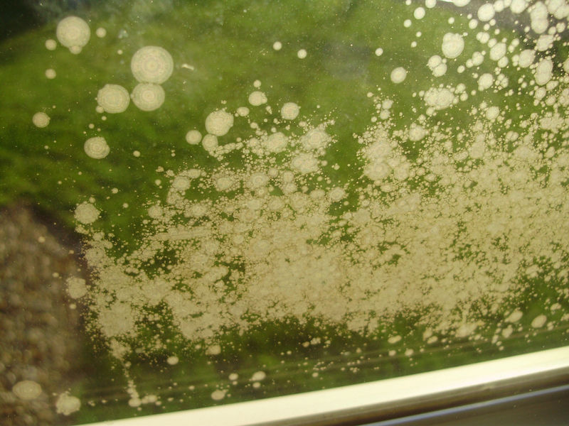 What Is This Growing On The Outside Of My Window? Pelican Parts Forums