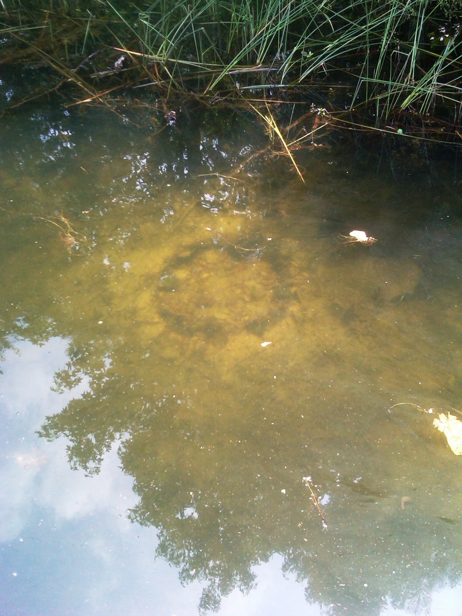 Bass Bed - Pond Boss Forum