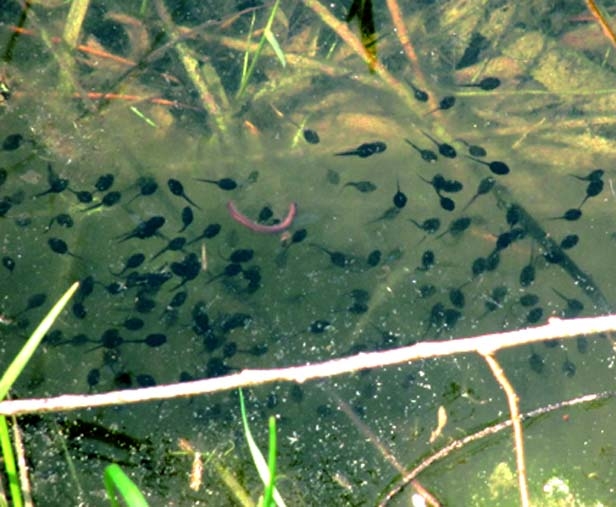 Newly Hatched Tadpoles Eating Algae Pond Boss Forum