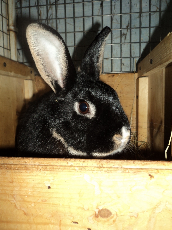 Rabbit not eating after spay died Rabbits United Forum