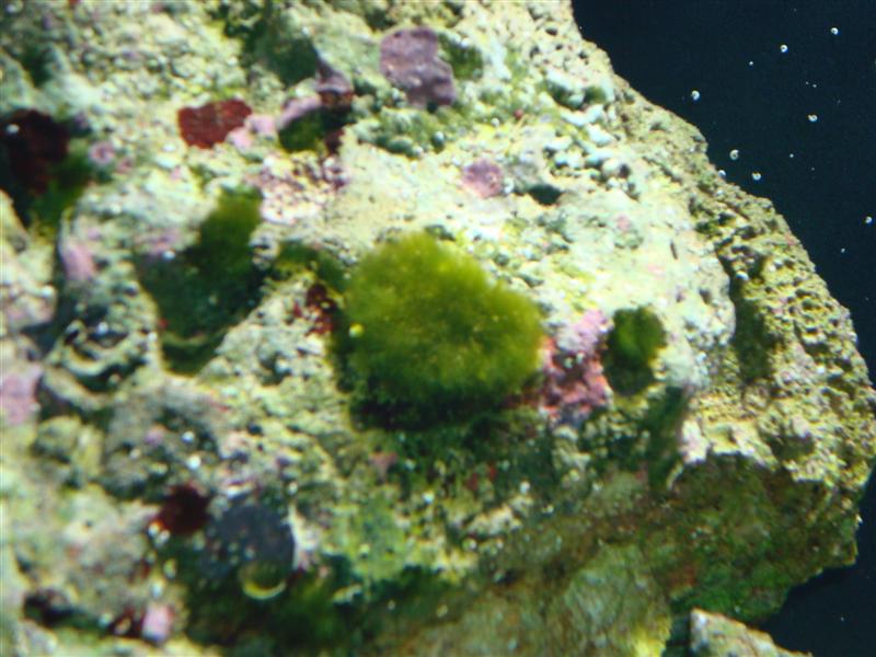 How to get rid of derbesia algae? Reef Central Online Community