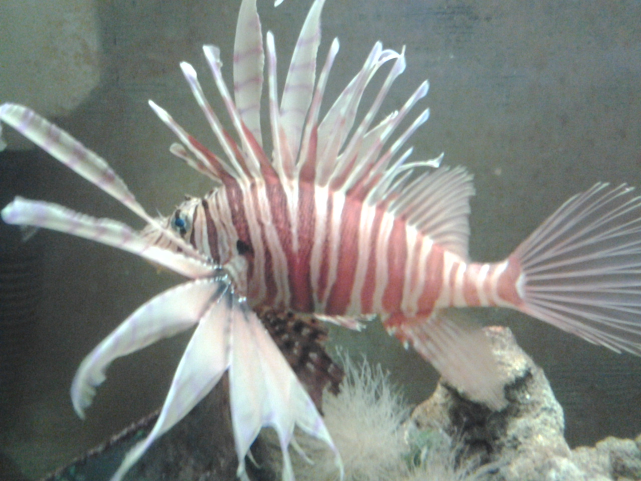 lion fish and spiny box puffer Forums for Fish Lovers!