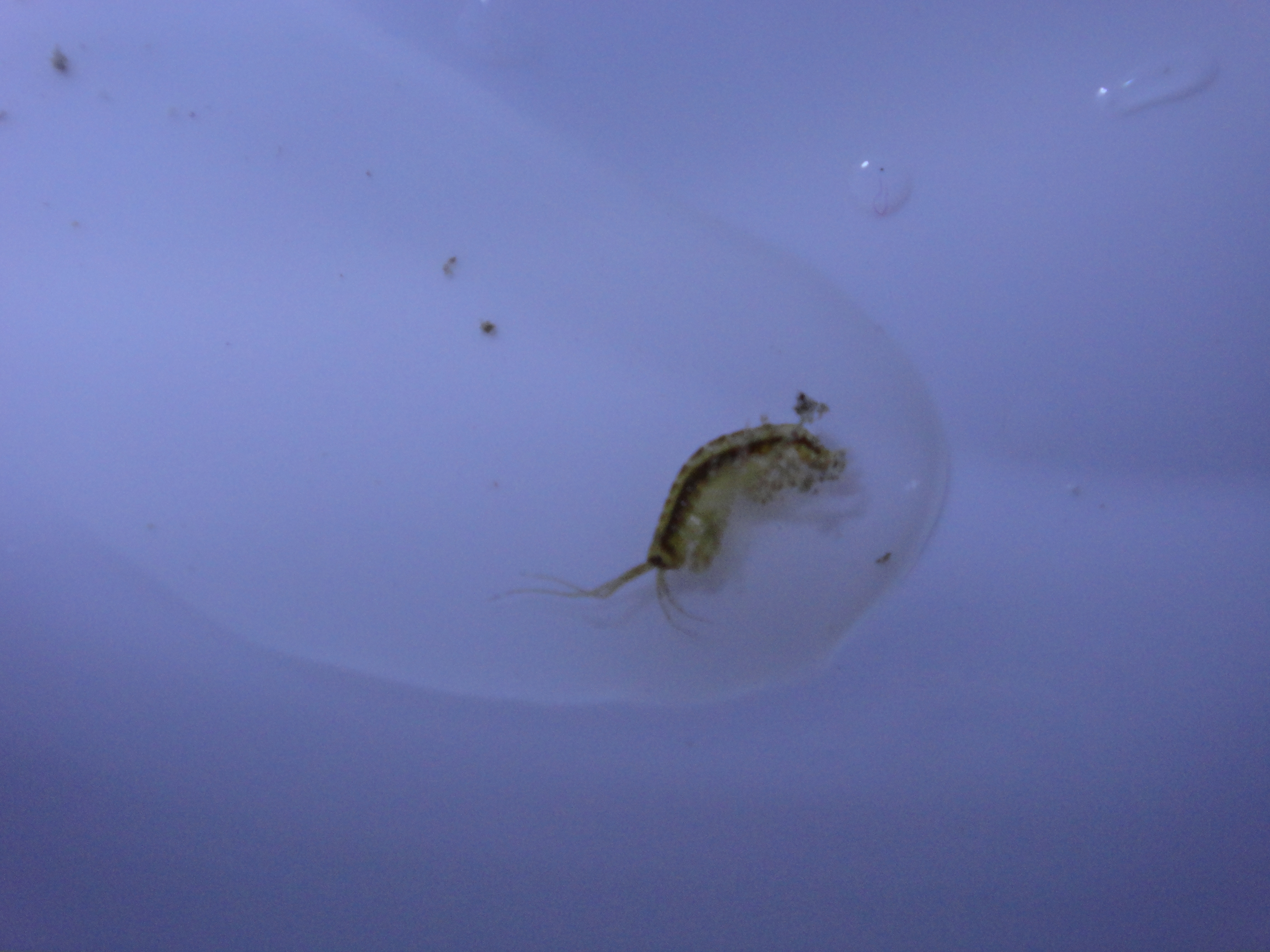 Baby Mantis Shrimp?? Saltwaterfish Forum