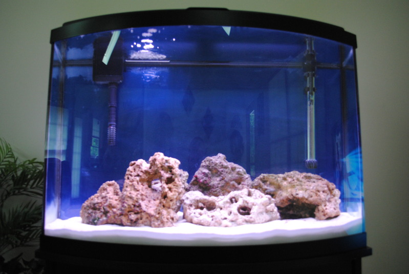 First FOWLR tank, all help needed Forums for Fish