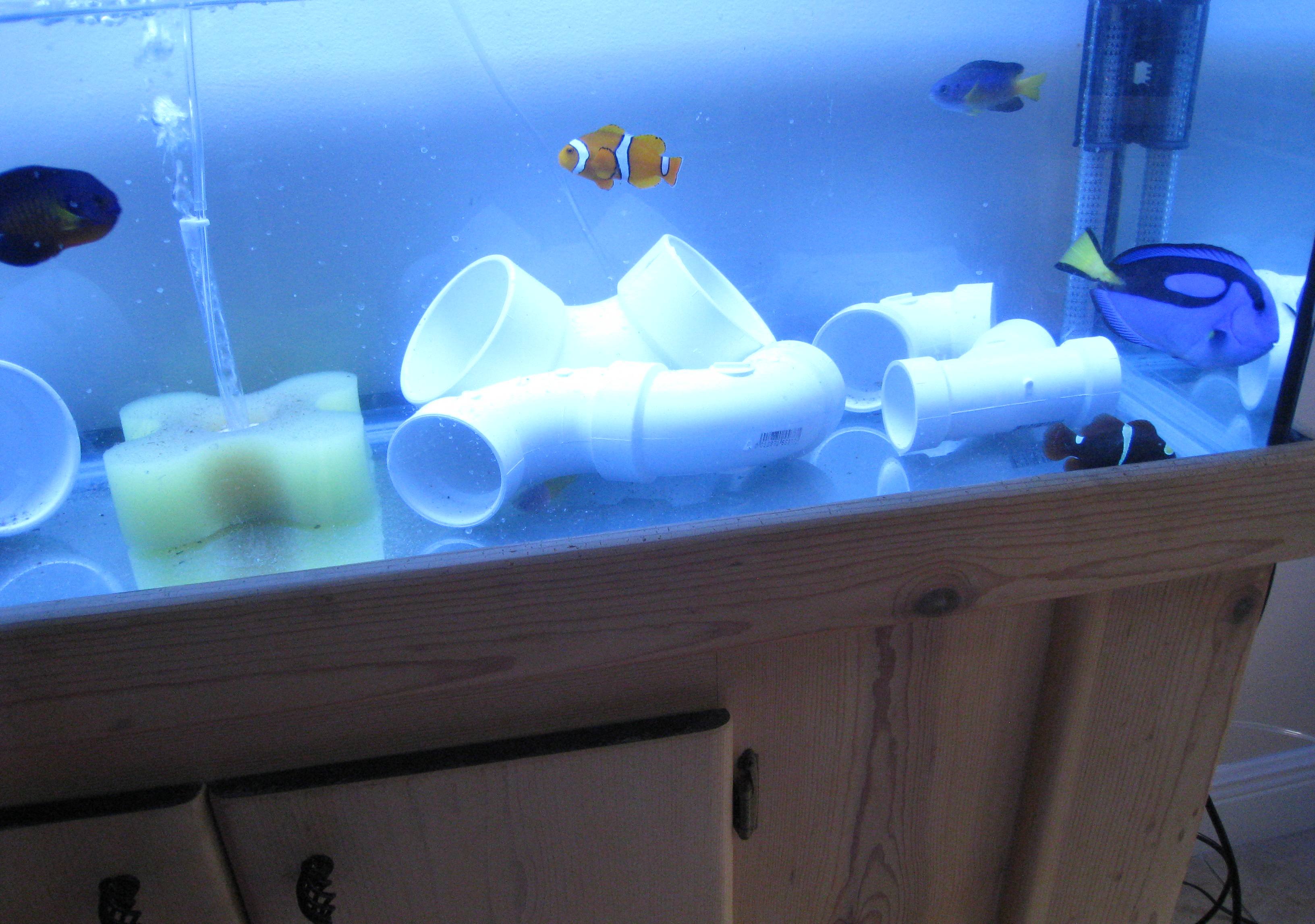 Quarantine Tank Help...Sick Tang in beginning stages Saltwaterfish Forum