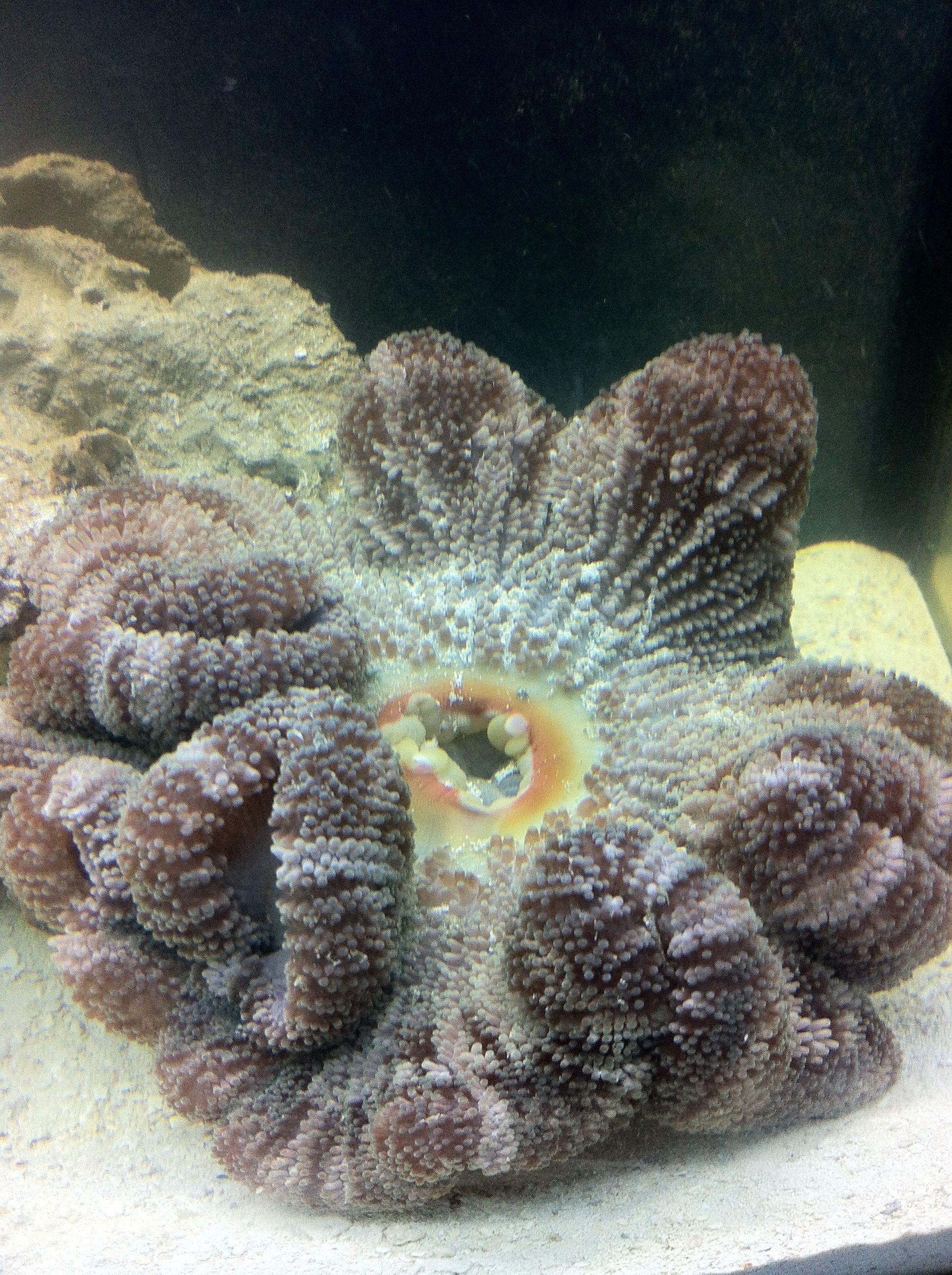 GREEN CARPET ANEMONE HELP! Forums for Fish Lovers!