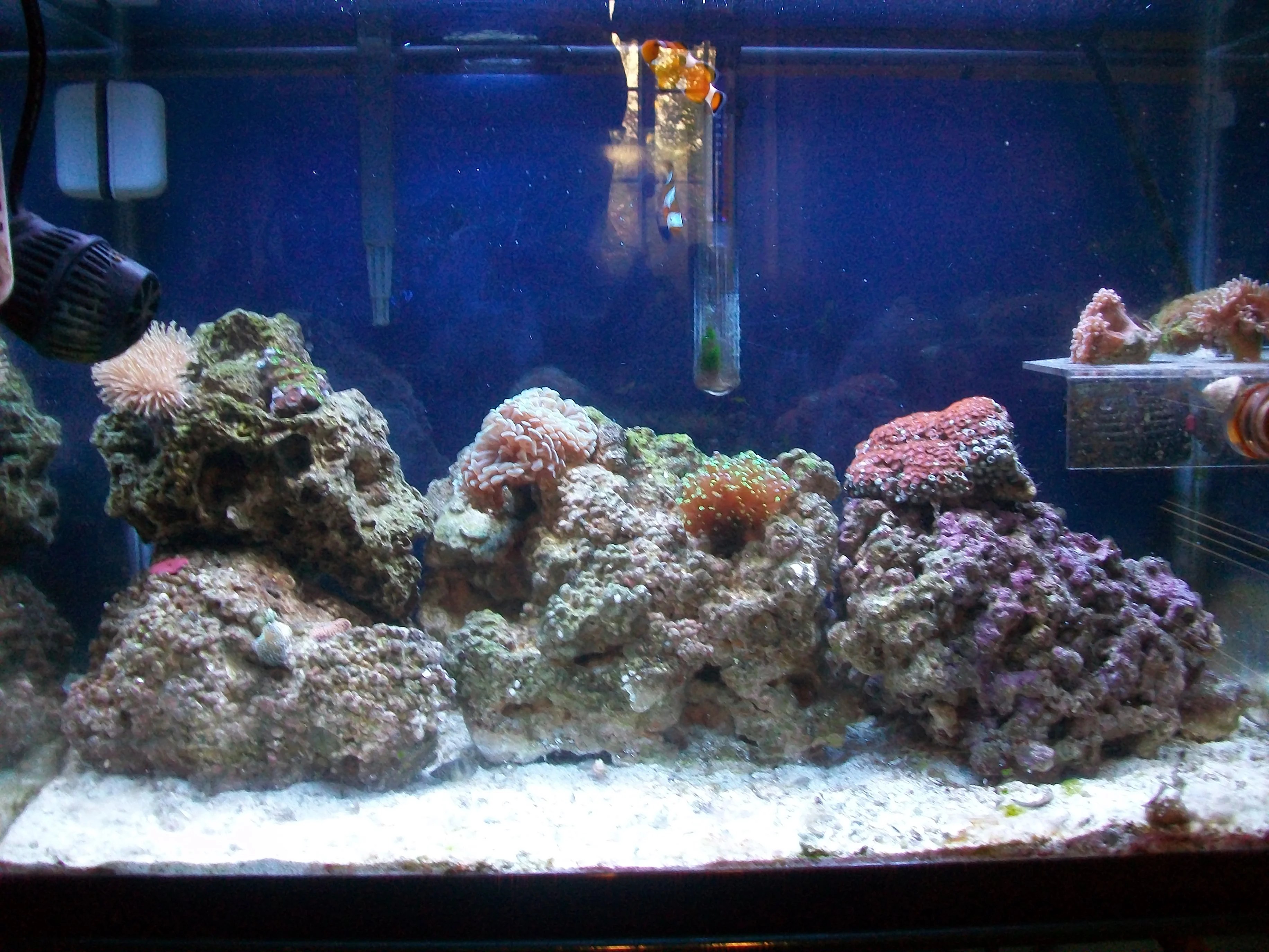Tyler's 20 gallon reef tank Saltwaterfish Forum