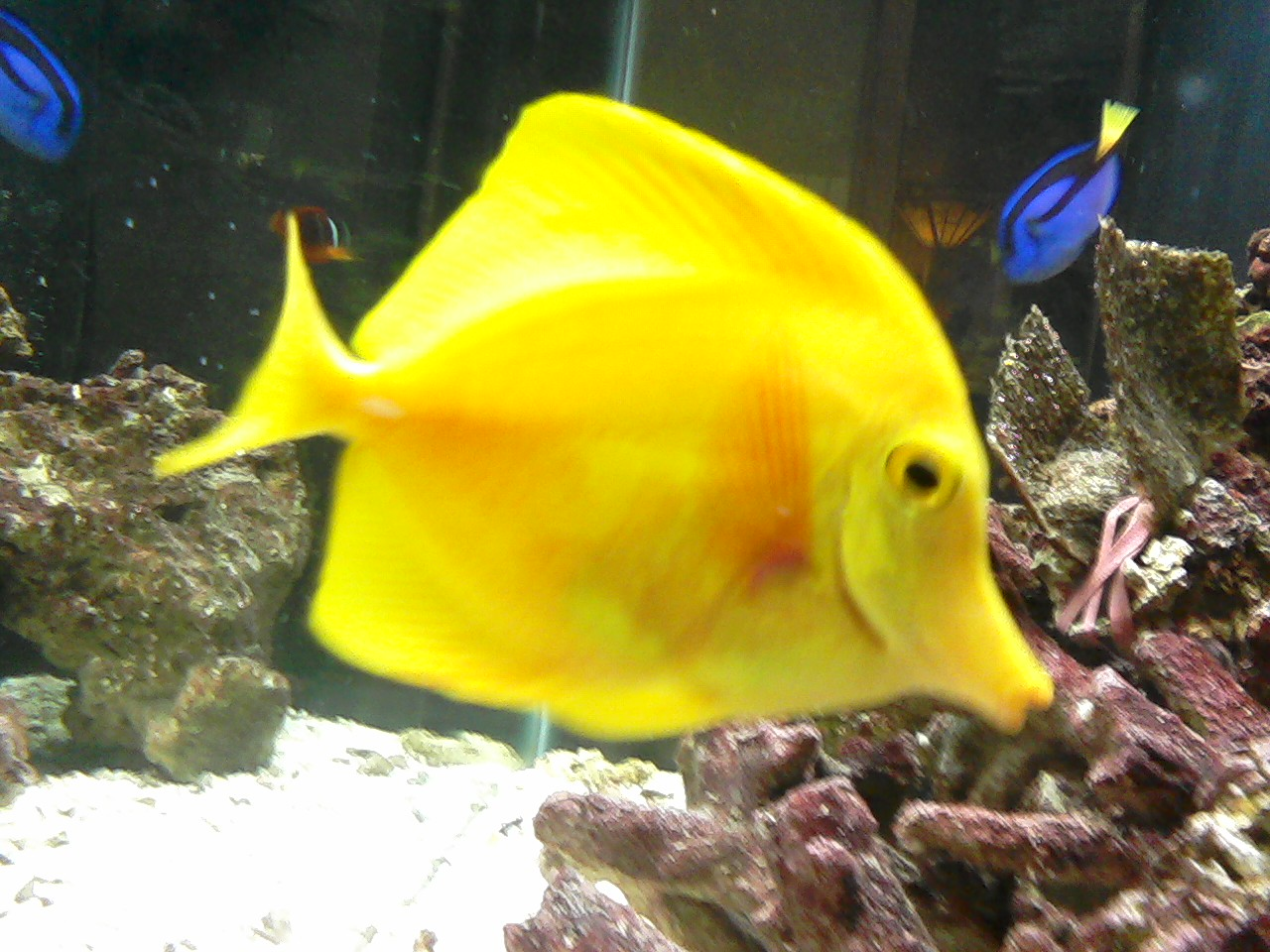 Red Yello Tang Forums for Fish Lovers!