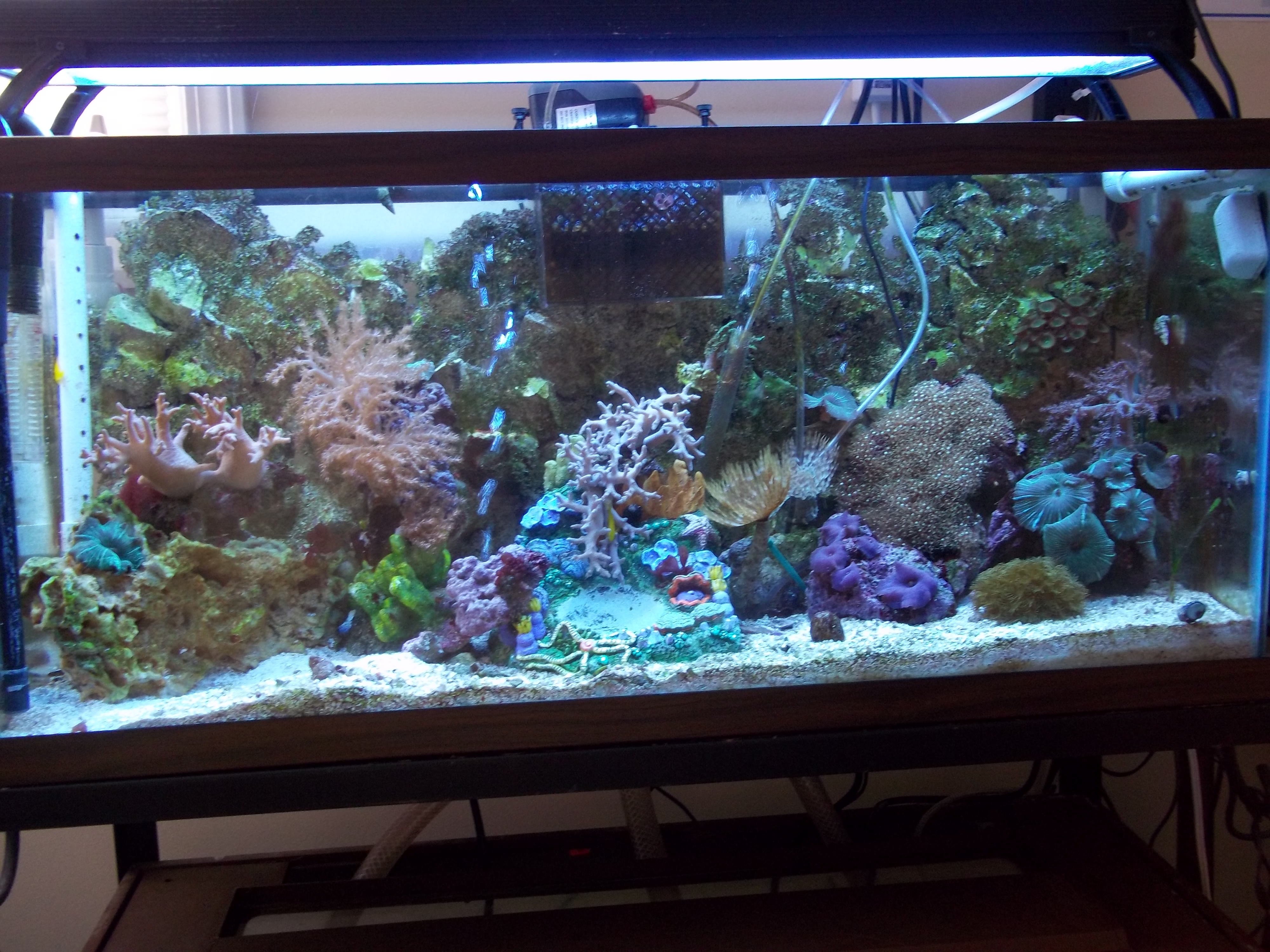 Help Me Set Up My Tank Please Forums for Fish Lovers!
