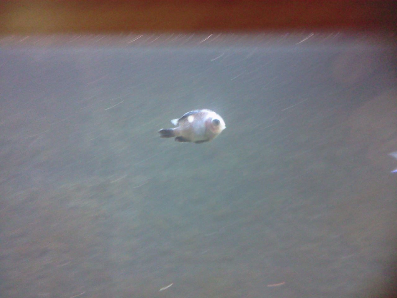 my black fish are turning white Forums for Fish Lovers!