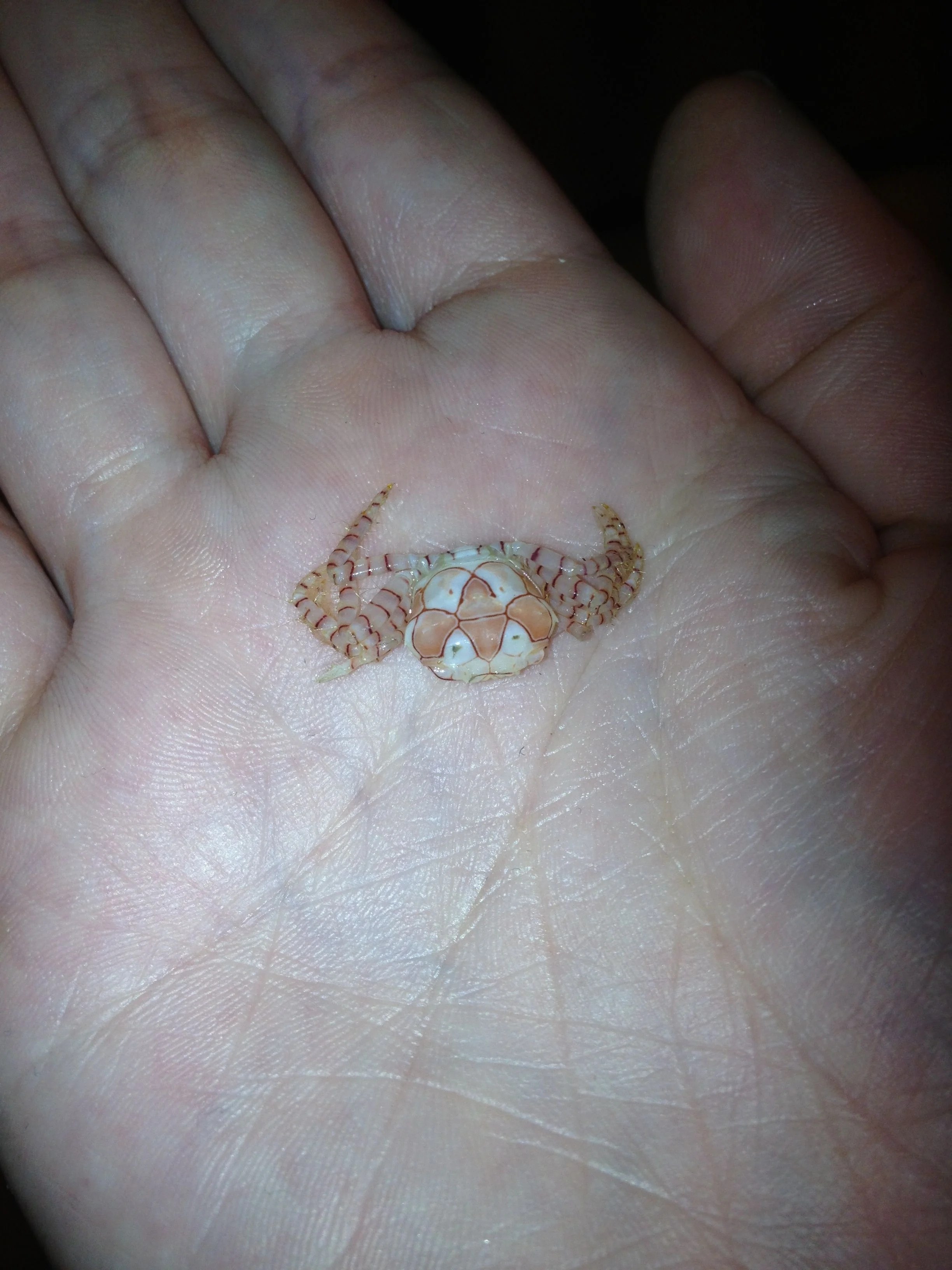 How do crabs shed their shell Spring Me