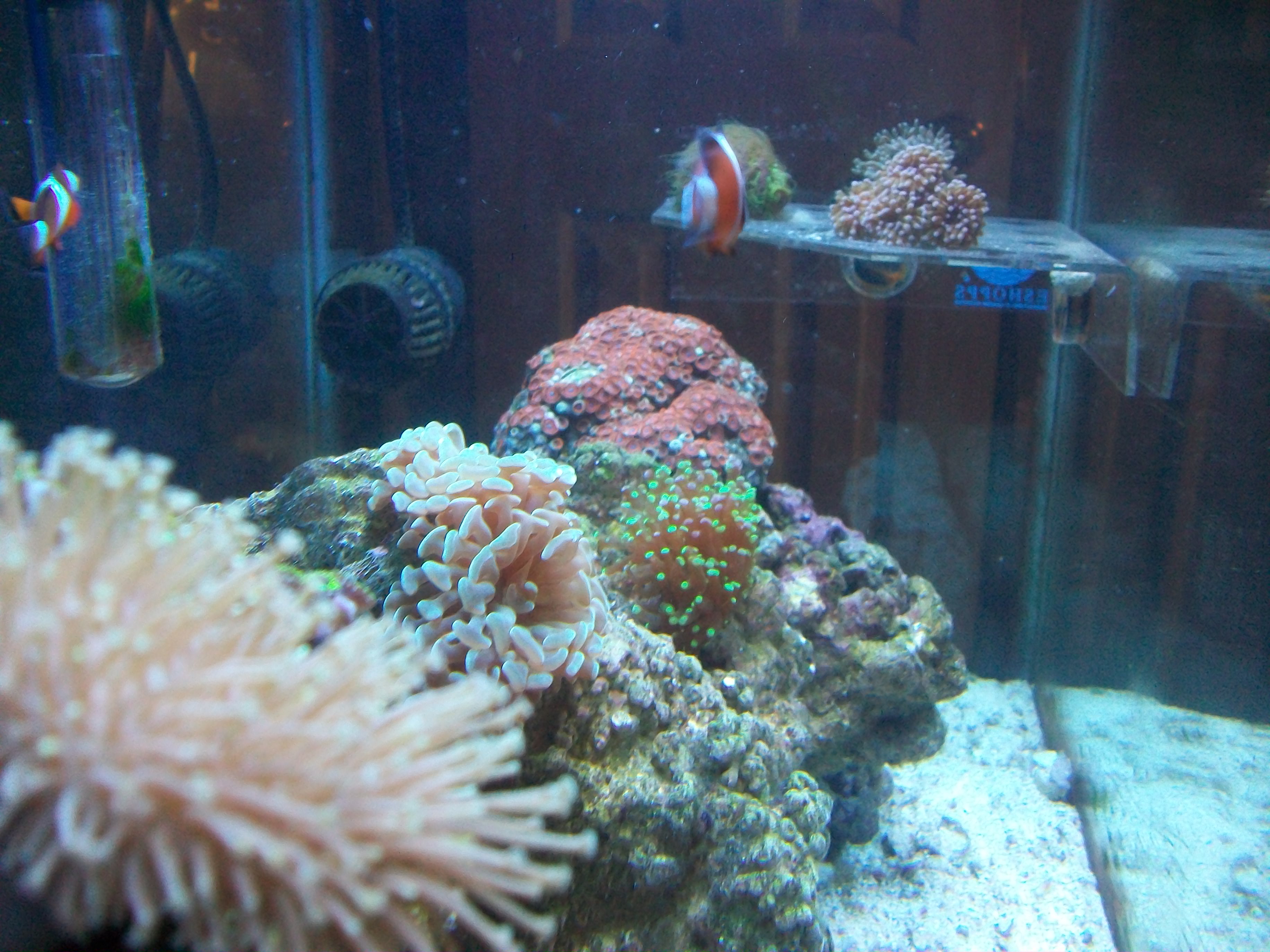 Tyler's 20 gallon reef tank Forums for Fish Lovers!