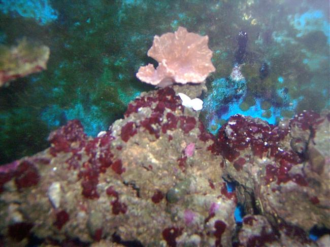 Dark red Algae? Forums for Fish Lovers!