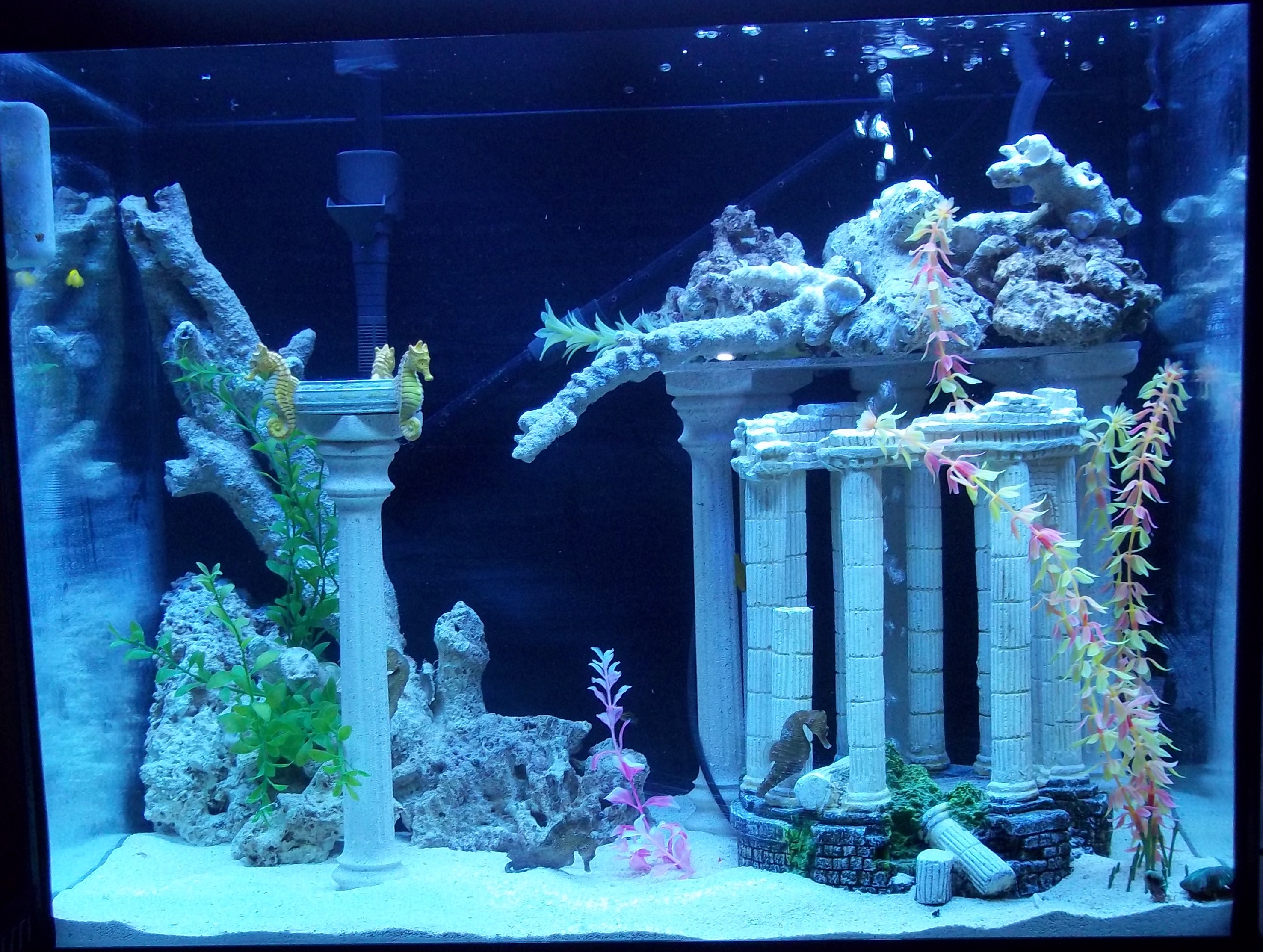 Your Best Aquarium Stories Featured Monthly! Forums