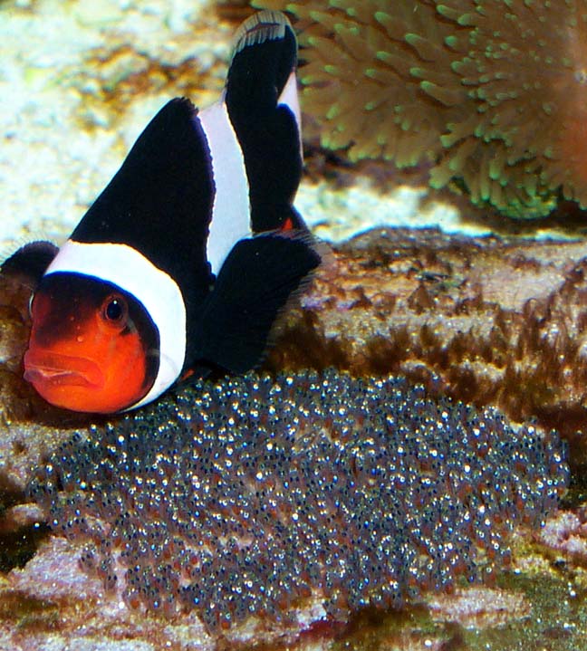 Clown Fish Eggs? Forums for Fish Lovers!
