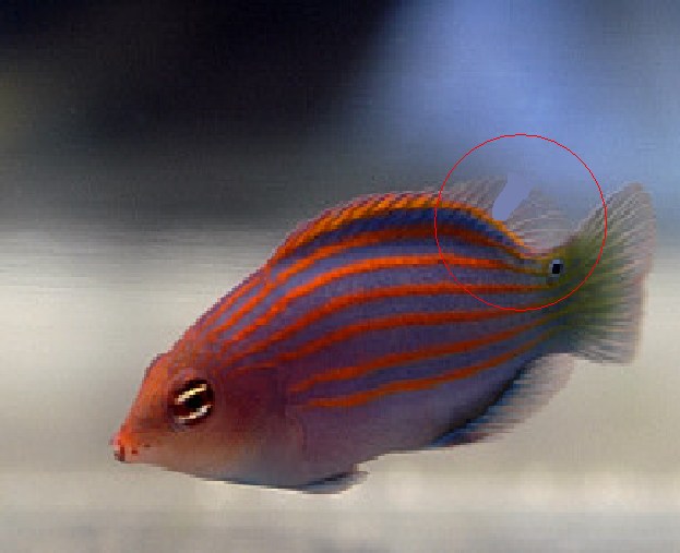 Bite or tail rot Forums for Fish Lovers!