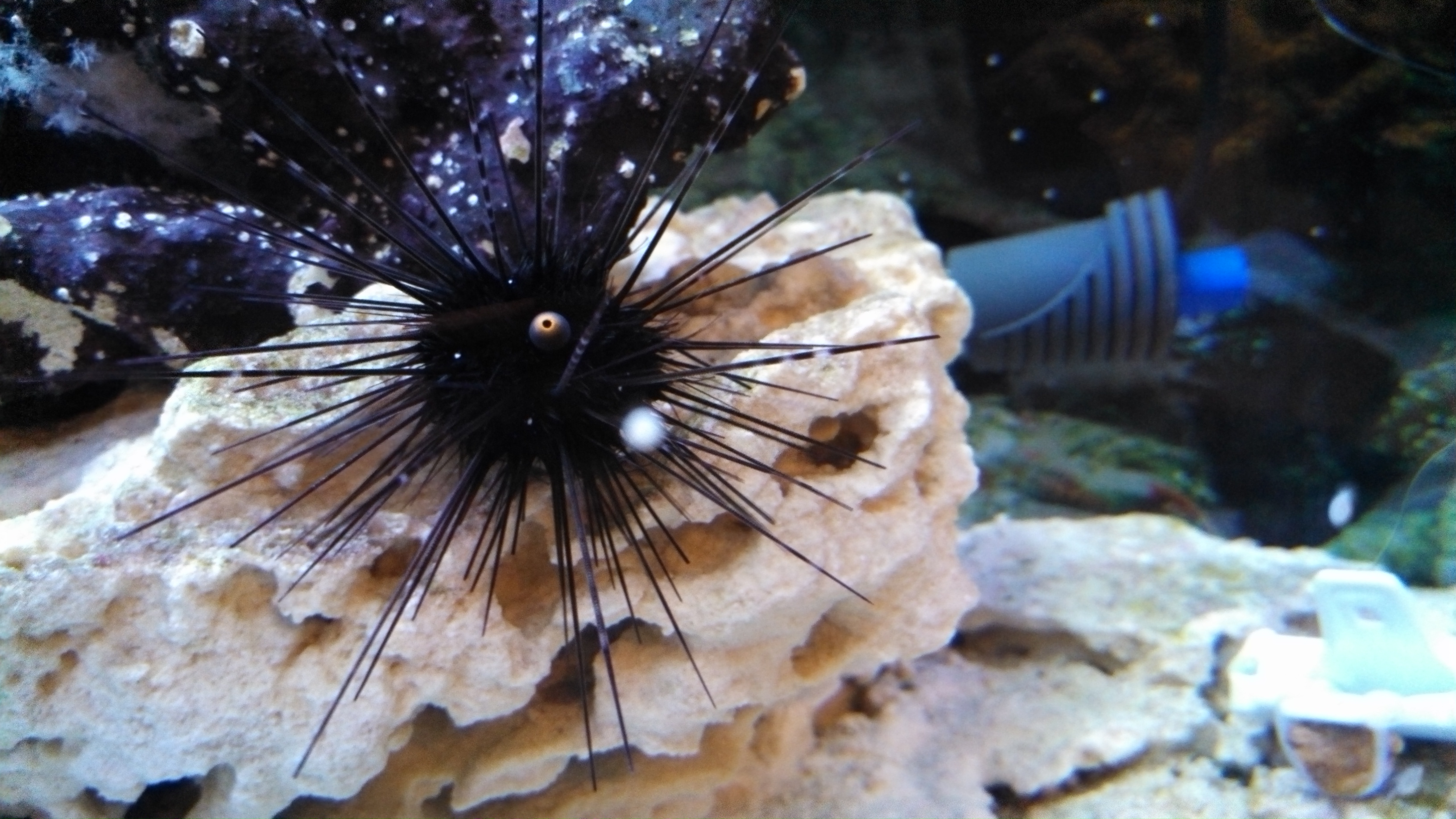 Pincushion Sea Urchins, fell and has lost all spines and seems like its