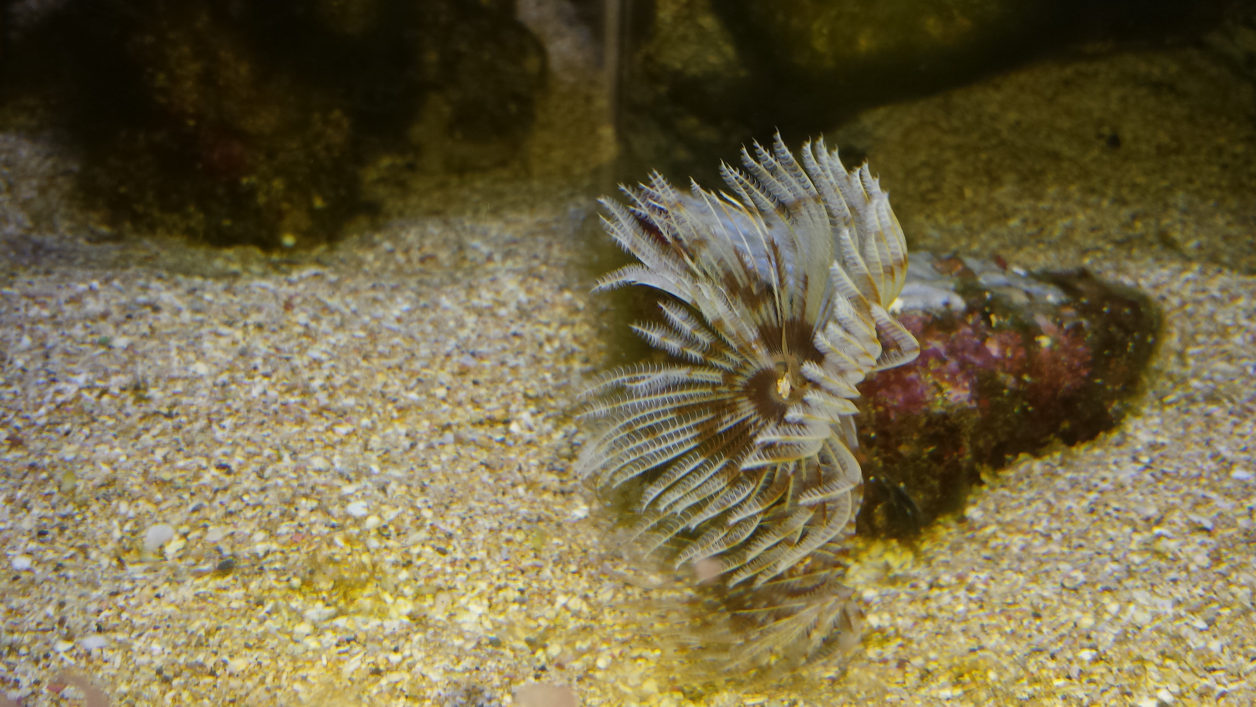 All feather dusters changing crown colors to white