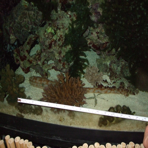Sand Sifting Cucumber? Forums for Fish Lovers!