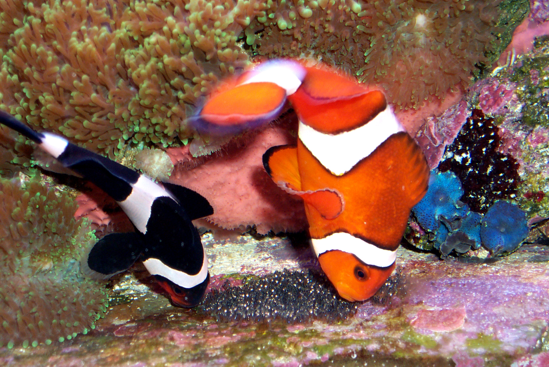 Clown fish laid eggs! Page 2 Forums for Fish Lovers!