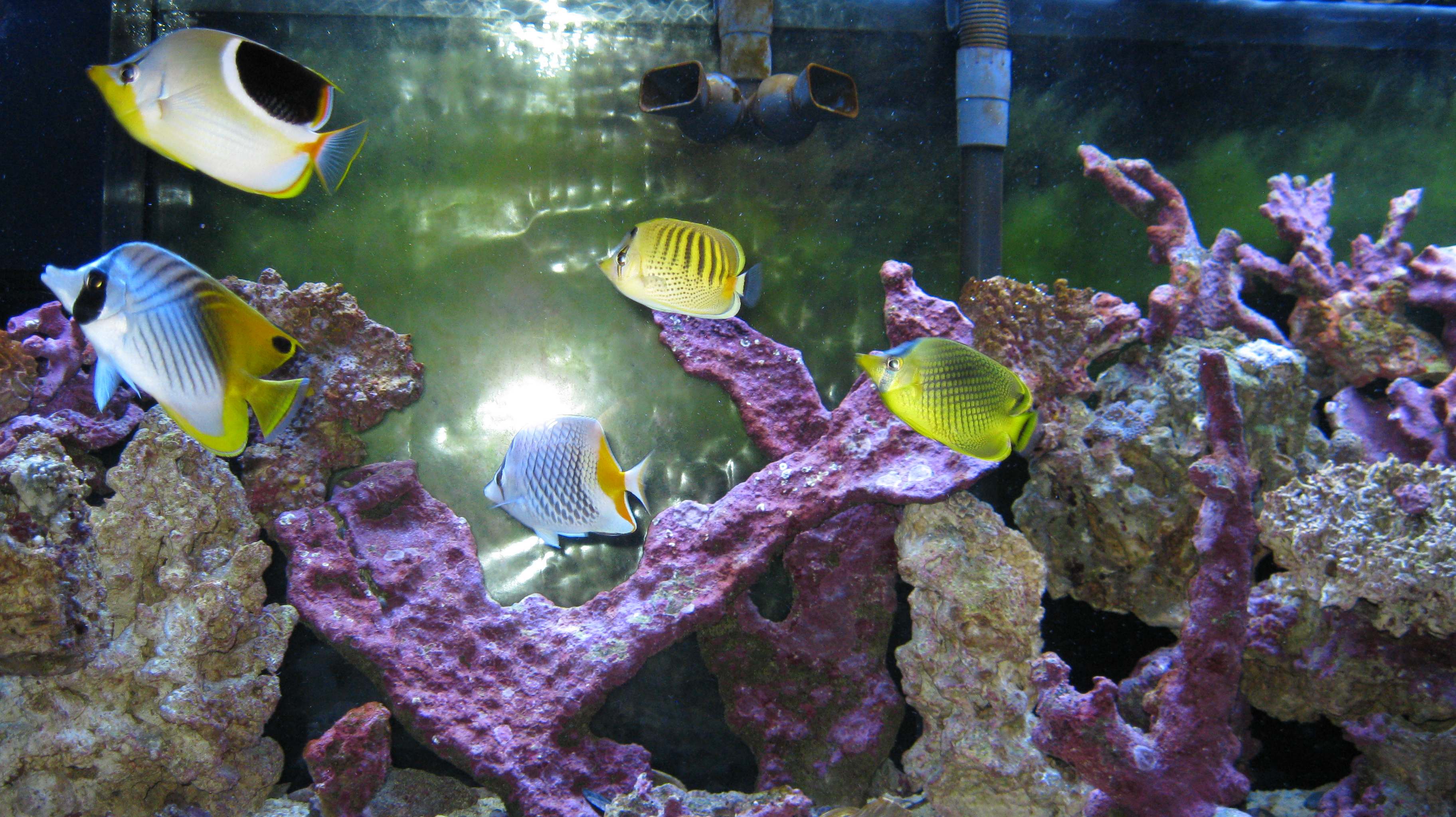 Most Overcrowded Tank I Have Ever Seen Forums for