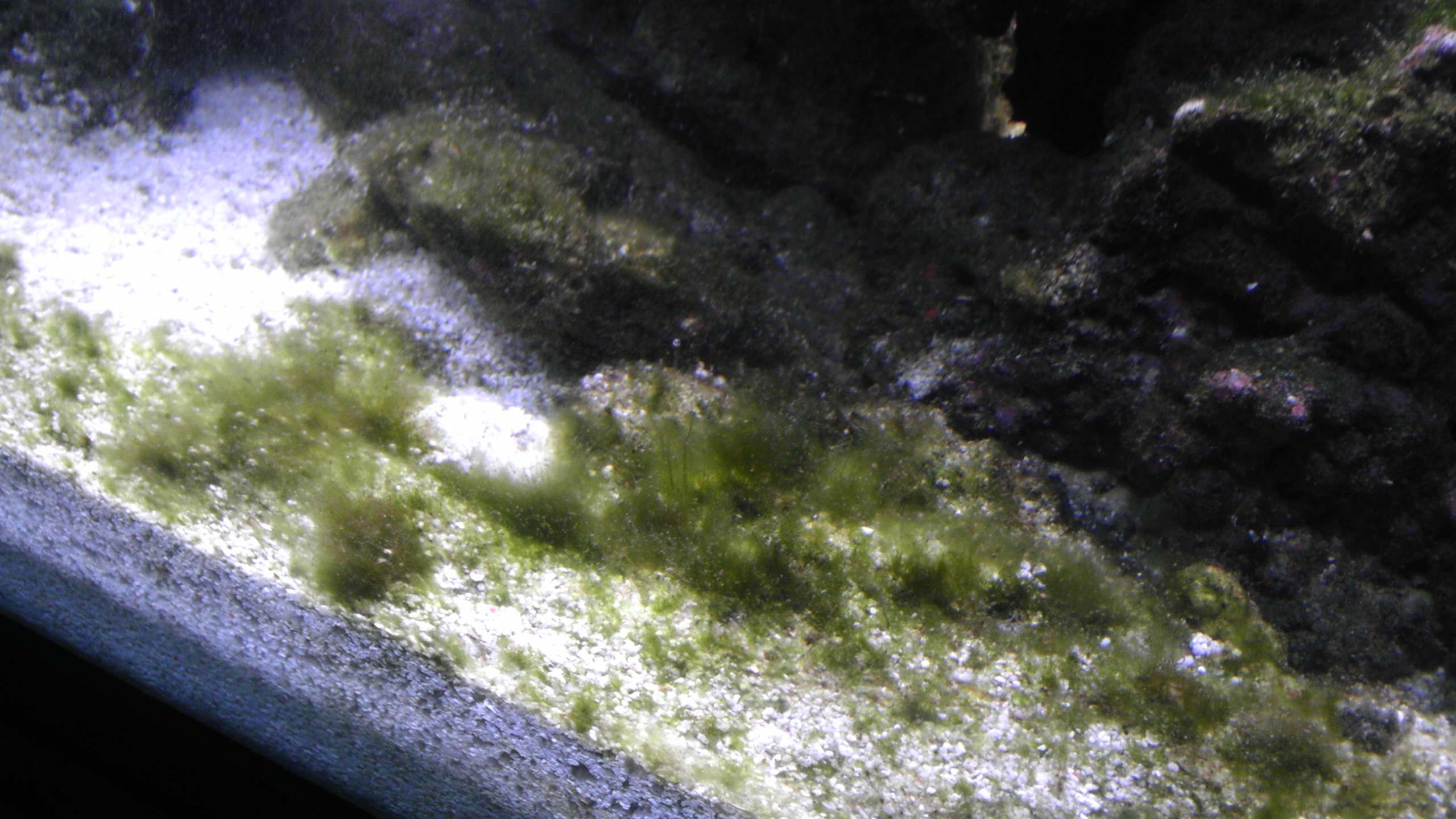 best algae eater? Forums for Fish Lovers!