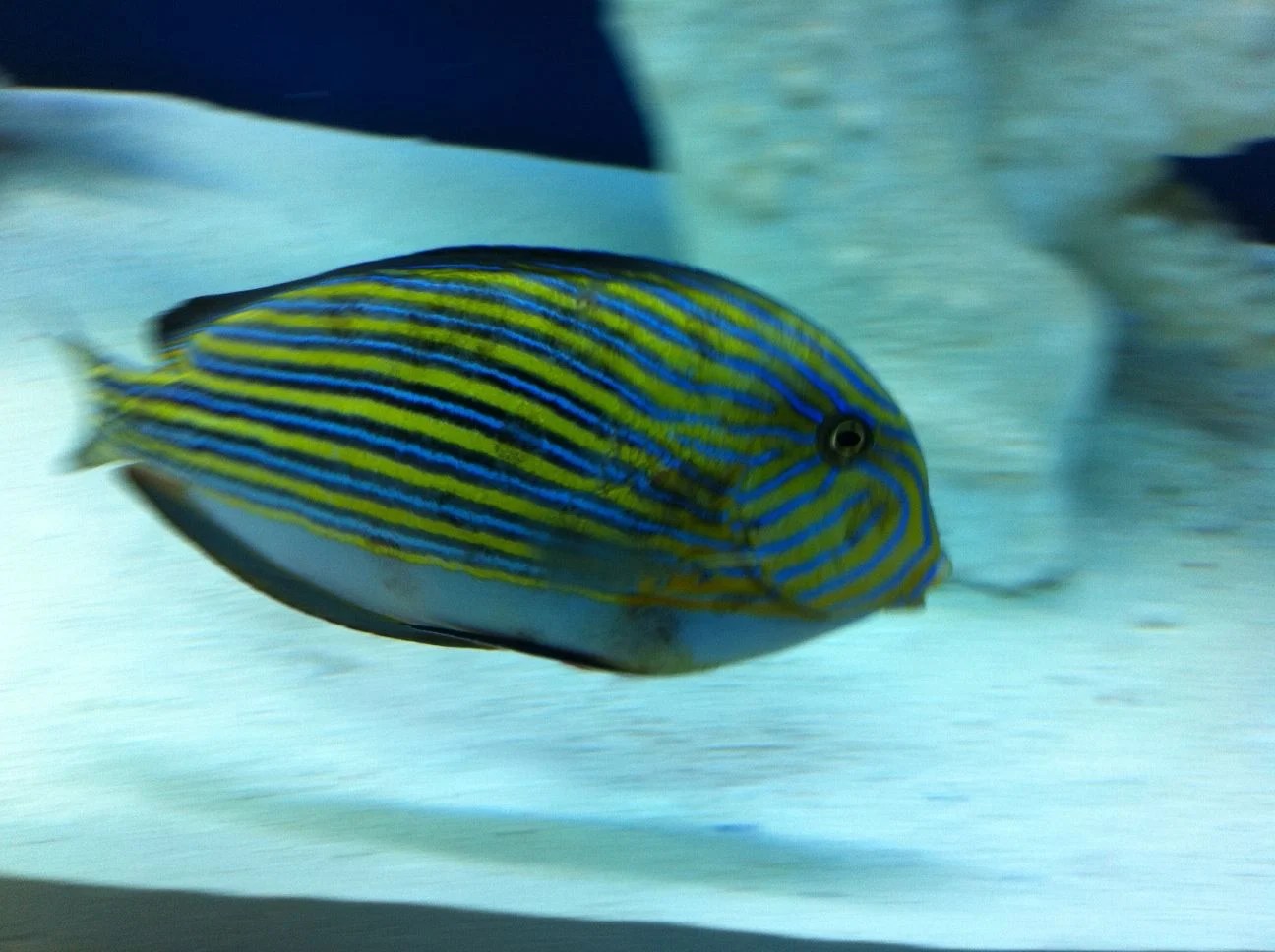 Clown Tang with black spots blotches Saltwaterfish Forum